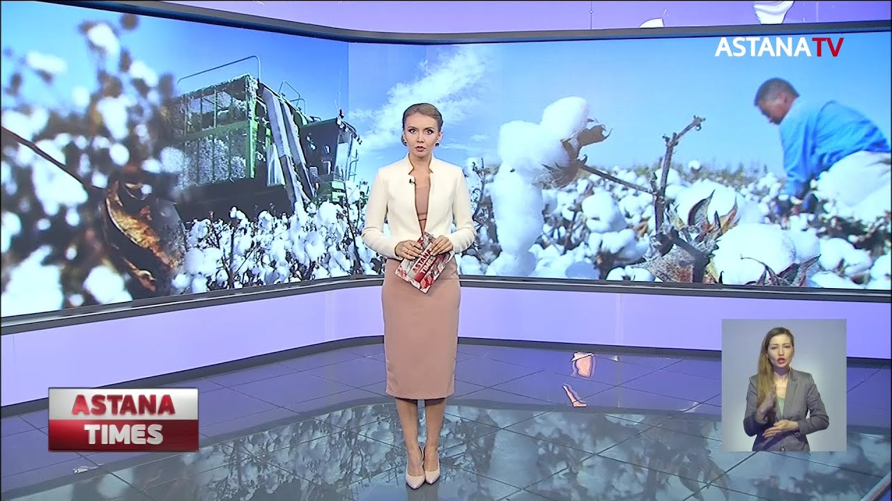 Туркестанцы сдали хлопок, но так и не дождались денег от акимата