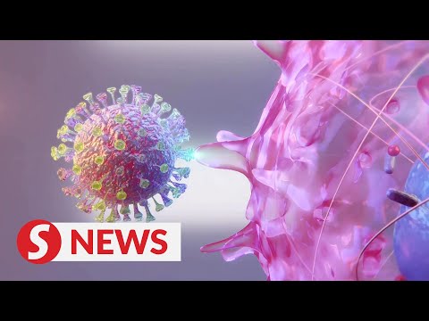 Explainer: How the coronavirus (SARS-CoV-2) infects human cells