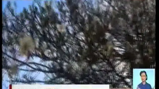 Оңтүстік Қазақстанда бадам гүлдеп жатыр