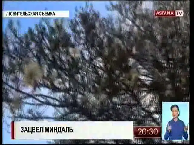 Оңтүстік Қазақстанда бадам гүлдеп жатыр