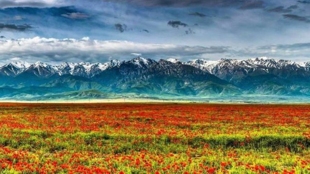 Қай өңірлерде 10 сотық жерді тегін алуға болады?