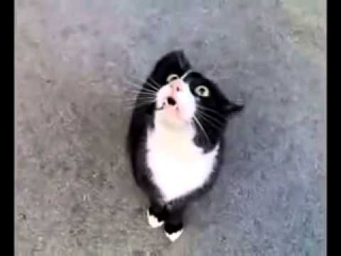 Сөйлегісі келетін мысық (Видео)
