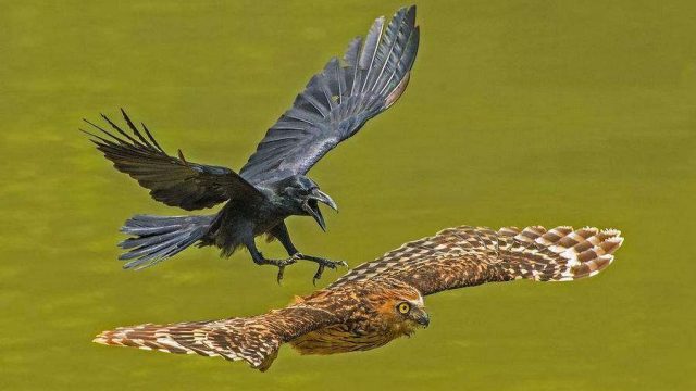 National Geographic жылдың үздік фотосуреттерін жариялады
