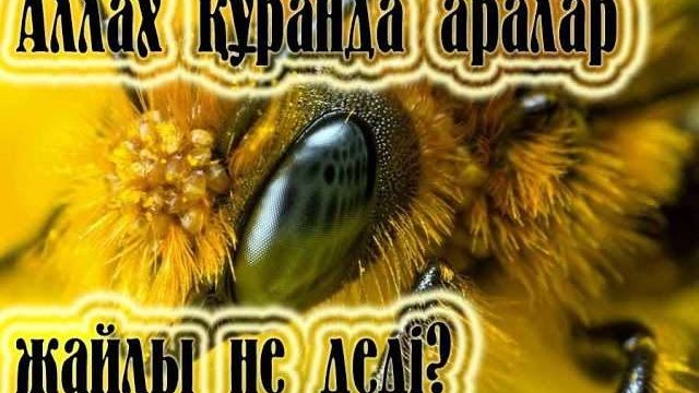 Бал арасы туралы біз білмейтін мәлімет