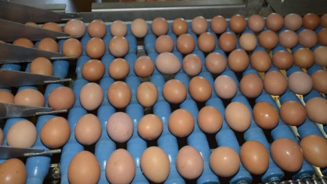 Атырауда жылына 65 миллион жұмыртқа өндіріледі