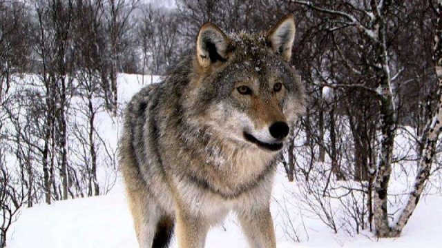 Абай облысында қасқырды заңсыз атқан азамат айыппұл төледі