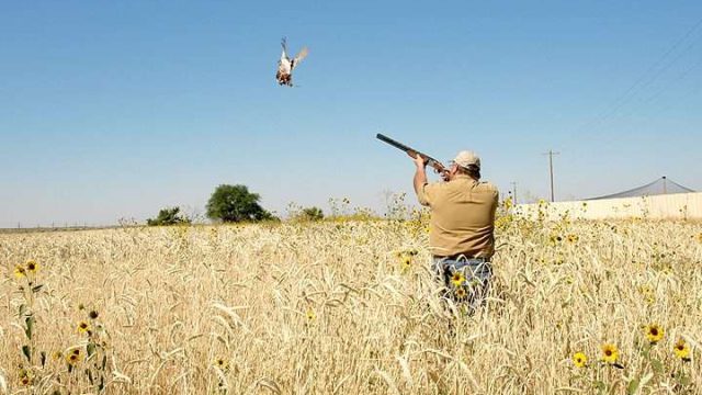 Елімізде құс атуға тыйым салынды
