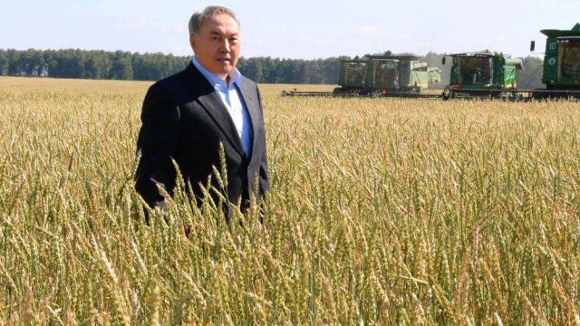 Нұрсұлтан Назарбаев Ақмола облысында егiн алқабын аралады