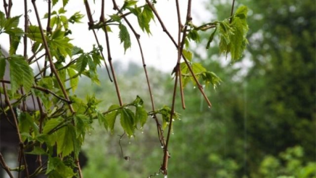 17 сәуірге арналған ауа райының болжамы