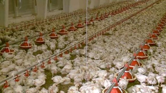 Жамбыл облысында құс еті экспортқа шыға бастады