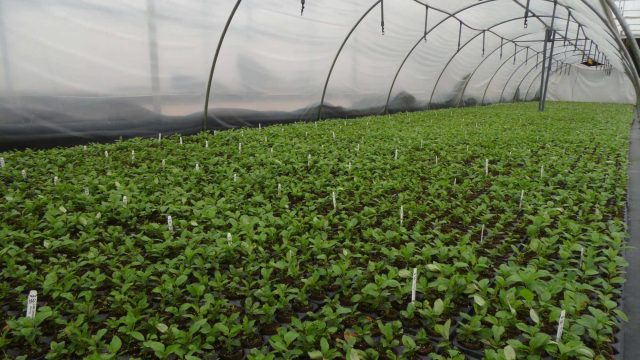 Ауыл шаруашылығы министрлігі жылыжайды субсидиялай бастады