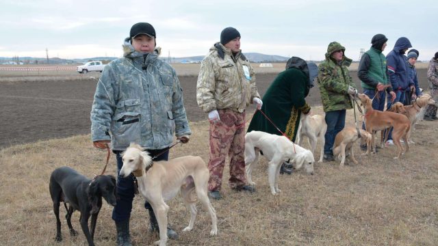 Қазақ тазысы мен асыл тұқымды төбеттердің көрме-байқауы өтті