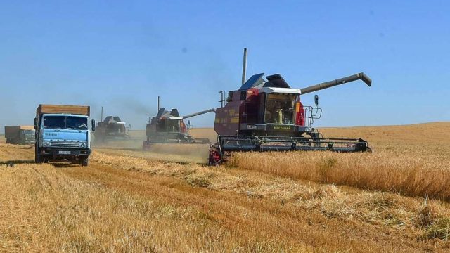 Қызылорда диқандары су тапшылығына қарамастан егіннен мол өнім алды