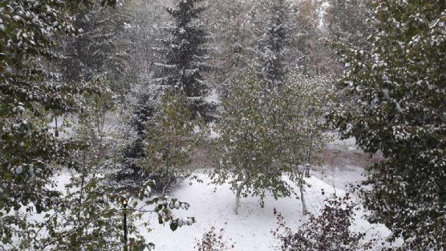 8 қаңтар: қар жауады