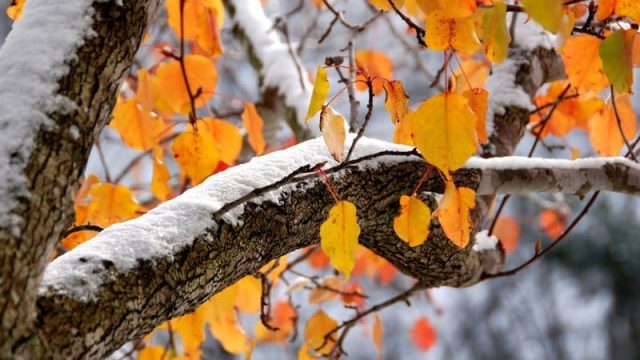 Қар, тұман, көктайғақ: алдағы күндері ауа райы қандай болады?