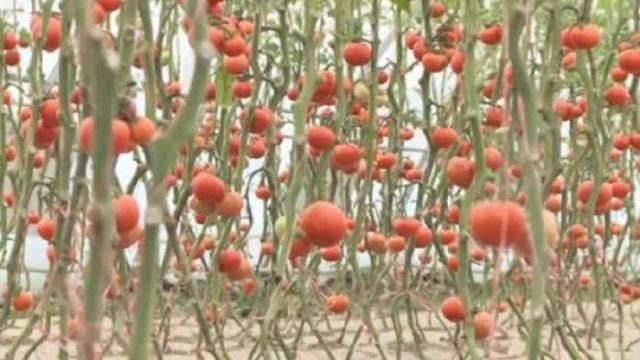 Әлемде органикалық өнімге сұраныс көп