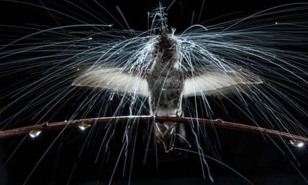 National Geographic 2017 жылдың ең үздік суреттерін анықтады