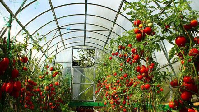 Алматыда 550 миллион теңгеге жылыжай салынады