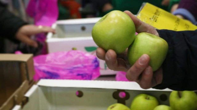 Оңтүстік Қазақстан облысының кәсіпкерлері Атырауда алма өсіруге ниетті