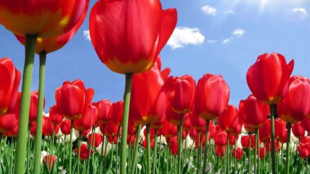 Депутат қызғалдақ жұлғаны үшін салынатын айыппұлды алып тастауды ұсынды