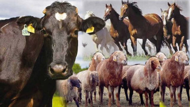 Төрт түлік малдың зекеті туралы білесіз бе?