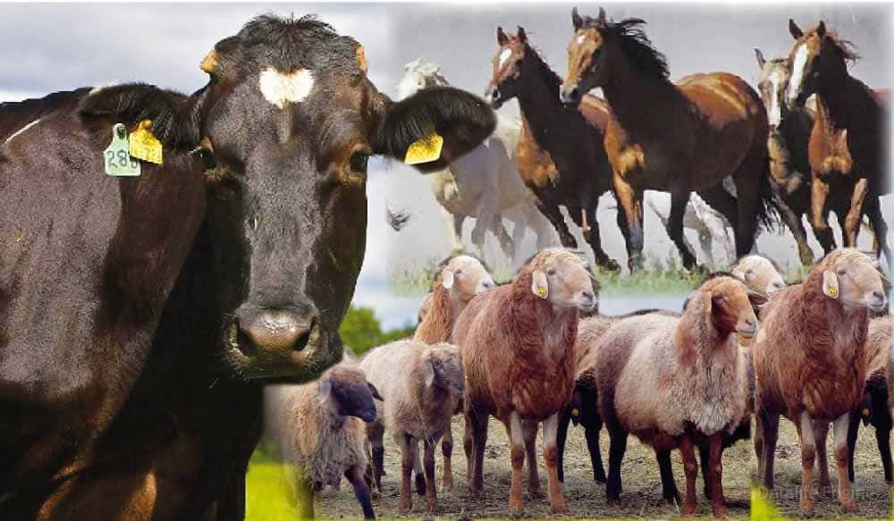 Төрт түлік мал