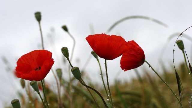 Бүгін еліміздің басым бөлігінде күн ыстық болады
