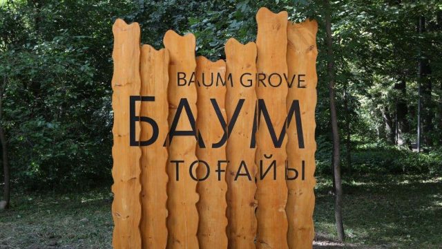 Алматы әкімдігі Баум тоғайындағы жүздеген кәрі ағашты кескелі отыр