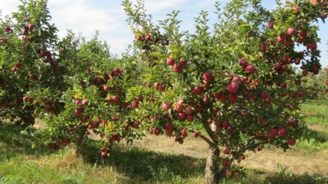 Алматы облысында алманың мол өнім беретін сорттары таныстырылды