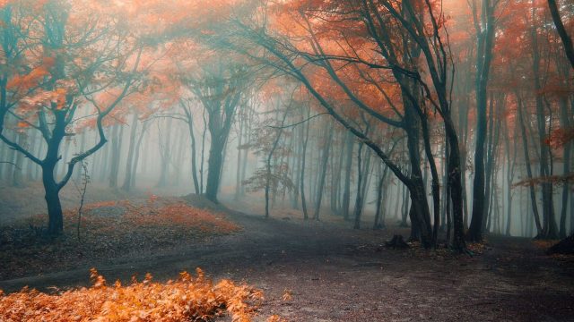 22 қазанда еліміздің кей жерінде тұман түсіп, жел күшейеді