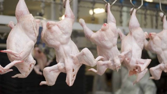 Петропавл Қытайға құс етін экспорттайды