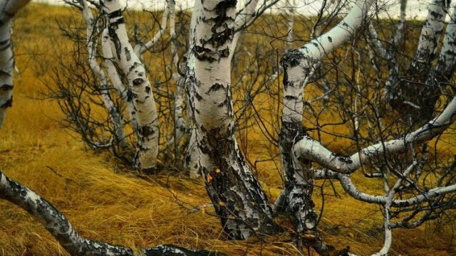 Биші қайың тоғайы туралы аңыздар