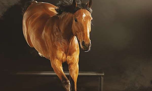 «Equus: Жылқы тарихы» фильмін көру не үшін маңызды?