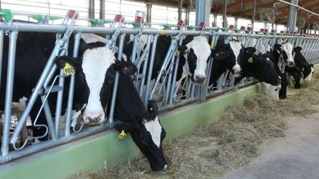 Алматы облысында сүт өндіретін заманауи ферма ашылады