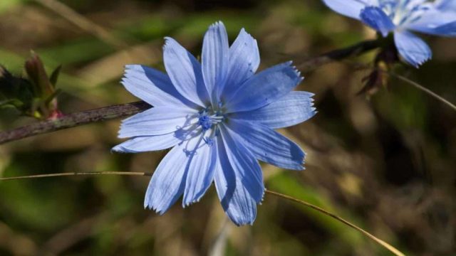 Шашыратқы өсімдігінің пайдасы жайлы білеміз бе?