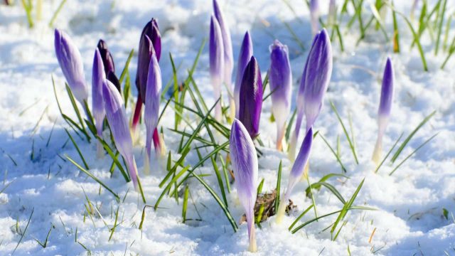 Арктиканың суығынан демалыс күндері ауа райы қалай өзгереді?