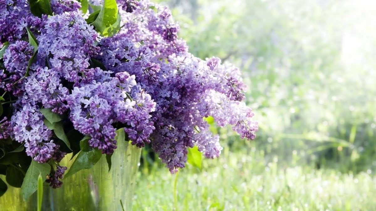 сирень көктем мамыр