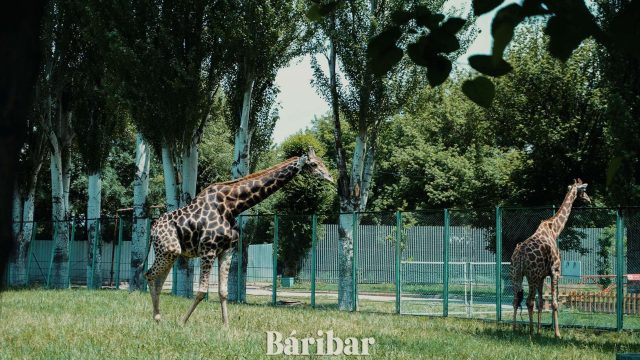 Алматы зообағына кіру билеті қымбаттайды