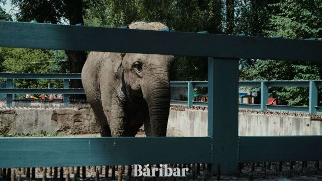 Алматы зообағында билет бағасы өсті