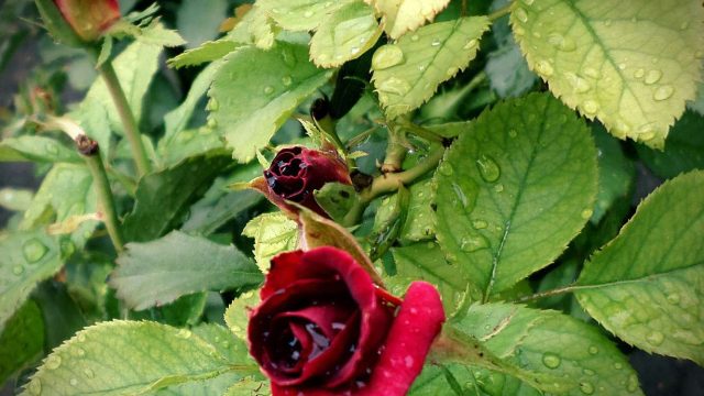 Қазақстан халқының бірлігі күні ауа райы қандай болады?