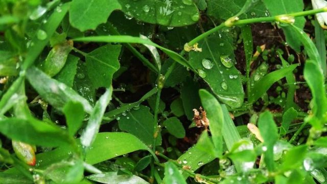 18 шілдеде қай өңірлерде жауын-шашын болады?