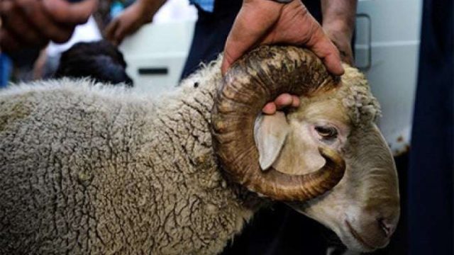 Қызылорда мешіттерінде құрбан шалу рәсімі жүргізілмейді
