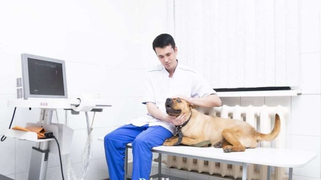 2023 жылдан бастап ветеринарлардың жалақысы өседі