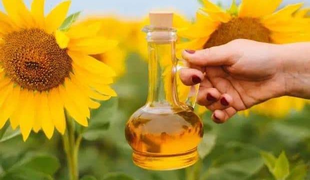 Күнбағысқа экспорттық баж салығы енгізіледі