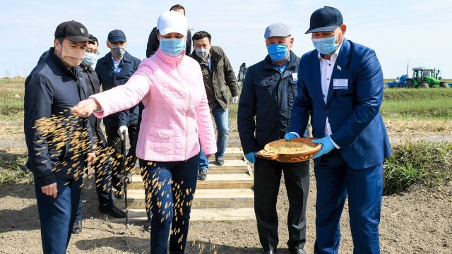 Қызылорда облысында жаппай күріш егу науқаны басталды