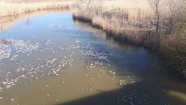 Атырау облысында бірнеше тонна балық қырылды