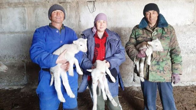 Алакөл ауданында 70 мыңға жуық қой төлі алынды