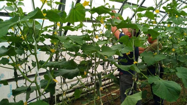 Қазалыда колледж жанынан ашылған жылыжай алғашқы өнімін берді