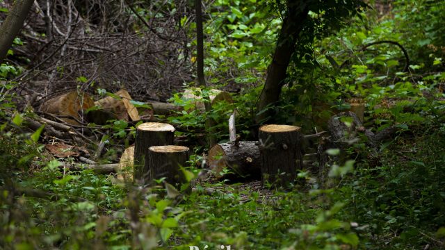 Алматыда жылу желілерін жөндеу үшін 170 түп ағаш кесіледі