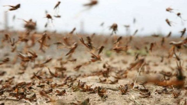 Шегіртке ел аумағында 2,1 миллион гектарға дейін таралуы мүмкін